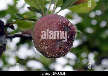 Pourriture brune, Monilia fructigena sur pomme Banque D'Images