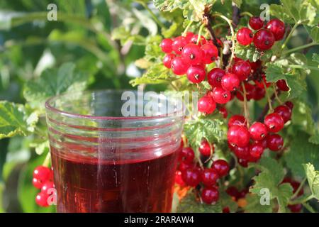 groseilles mûres et jus de groseille dans le jardin Banque D'Images