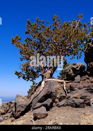 Pink Cone Pine poussant en haute altitude à flanc de montagne accroché à la roche avec des racines exposées Banque D'Images