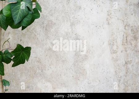 Branche d'arbre avec des feuilles vertes sur un fond de béton. Panneau publicitaire, maquette d'affiche pour votre conception. Pose à plat, vue de dessus, espace de copie Banque D'Images