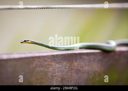 Un serpent d'arbre volant paradisiaque utilise une balustrade de promenade comme raccourci dans une mangrove, Singapour Banque D'Images