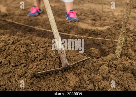 Culture de la terre par grand râteau de jardin. Nettoyage de printemps. Main experte de l'agriculteur vérifiant la santé du sol avant la croissance d'une graine de légume ou de plante Banque D'Images