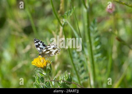 Dorney, Buckinghamshire, Royaume-Uni. Un Melanargia galathea, un papillon blanc marbré avec des marques noires et blanches distinctives se nourrissant dans les prairies. Le Marbled White est un papillon de taille moyenne de la famille des Nymphalidae Banque D'Images