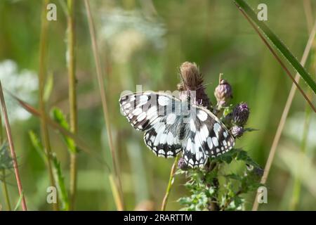 Dorney, Buckinghamshire, Royaume-Uni. Un Melanargia galathea, un papillon blanc marbré avec des marques noires et blanches distinctives se nourrissant dans les prairies. Le Marbled White est un papillon de taille moyenne de la famille des Nymphalidae Banque D'Images