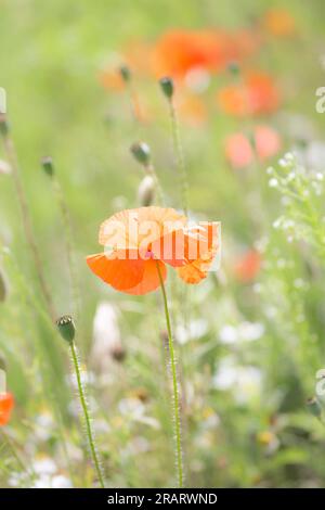 Gros plan d'une belle fleur de pavot sauvage unique poussant parmi les fleurs sauvages au soleil d'été dans une prairie rurale, Royaume-Uni. Banque D'Images