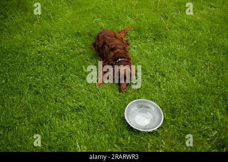 Un adorable chien de gingembre triste et fatigué est couché et se détendant sur l'herbe verte de pelouse après une promenade. Un bol d'eau en métal se dresse à côté du chiot Banque D'Images