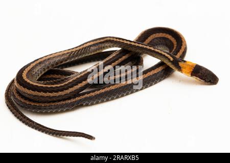 Serpent à col ou serpent à litière rayée Sibynophis geminatus isolé sur fond blanc Banque D'Images