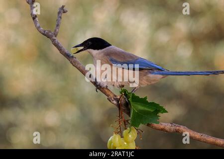 Magpie ibérique (Cyanopica Cooki). Oiseau mangeant un raisin. Banque D'Images