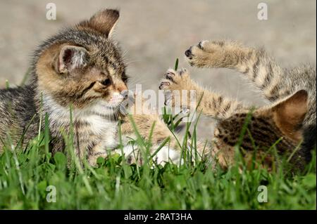 Chatons jouant dans le jardin Banque D'Images