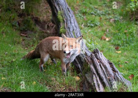 Renard rouge (Vulpes vulpes) alerte et montrant les dents, l'environnement naturel. Banque D'Images