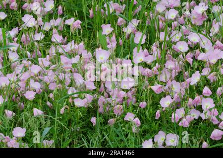 Pinkladies, Oenothera speciosa Banque D'Images