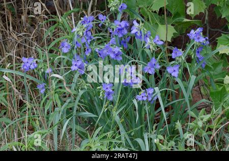 Tradescantia ohiensis, la tradescantie de l'Ohio Banque D'Images