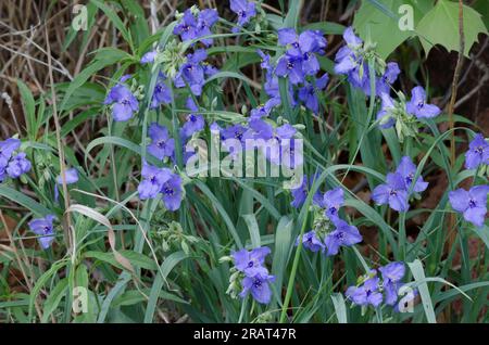 Tradescantia ohiensis, la tradescantie de l'Ohio Banque D'Images