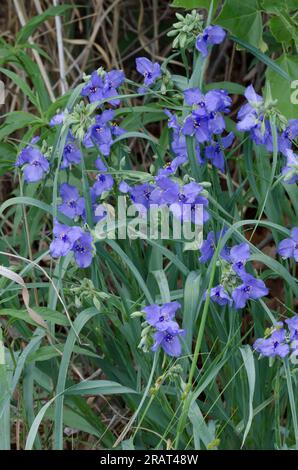 Tradescantia ohiensis, la tradescantie de l'Ohio Banque D'Images