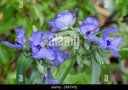 Tradescantia ohiensis, la tradescantie de l'Ohio Banque D'Images