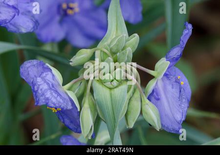 Tradescantia ohiensis, la tradescantie de l'Ohio Banque D'Images