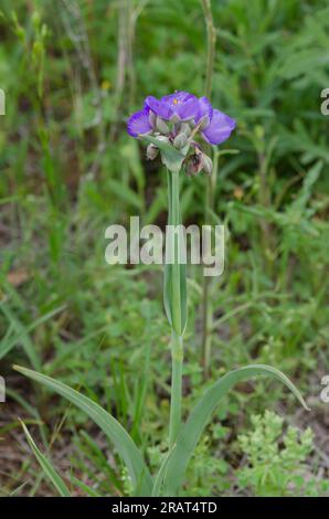 Tradescantia ohiensis, la tradescantie de l'Ohio Banque D'Images