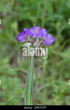 Tradescantia ohiensis, la tradescantie de l'Ohio Banque D'Images