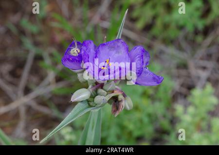 Tradescantia ohiensis, la tradescantie de l'Ohio Banque D'Images