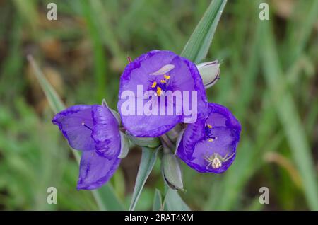 Tradescantia ohiensis, la tradescantie de l'Ohio Banque D'Images