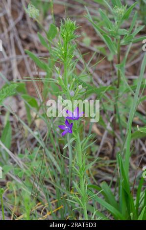 Slimpod Vénus, Triodanis leptocarpa Banque D'Images