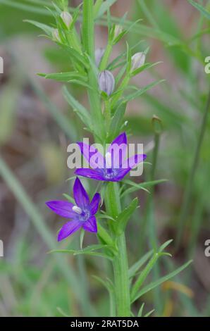 Slimpod Vénus, Triodanis leptocarpa Banque D'Images