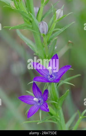 Slimpod Vénus, Triodanis leptocarpa Banque D'Images