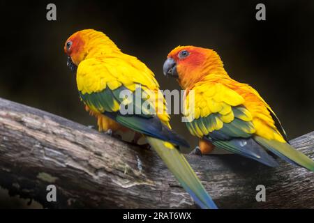 Deux perroquets solaires / conures solaires (Aratinga solstitialis) perchés dans un arbre, de taille moyenne, perroquet aux couleurs vives originaire du nord-est de l'Amérique du Sud Banque D'Images