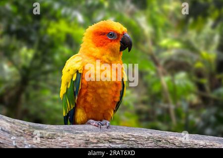 Perroquet solaire / conure solaire (Aratinga solstitialis) perché dans un arbre, de taille moyenne, perroquet aux couleurs vives originaire du nord-est de l'Amérique du Sud Banque D'Images