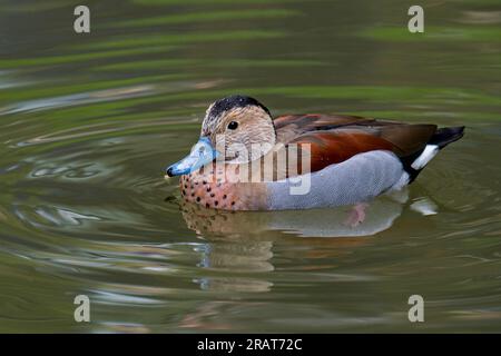 Sarcelle annelée (Callonetta leucophrys) mâle nageant dans un étang, petit canard originaire d'Amérique du Sud Banque D'Images