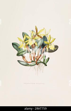 Superbe orchidée et fleurs indigènes au Mexique et au Guatemala, méticuleusement peintes au 19e siècle. Banque D'Images