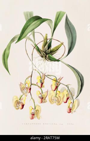 Superbe orchidée et fleurs indigènes au Mexique et au Guatemala, méticuleusement peintes au 19e siècle. Banque D'Images