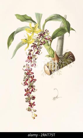 Superbe orchidée et fleurs indigènes au Mexique et au Guatemala, méticuleusement peintes au 19e siècle. Banque D'Images