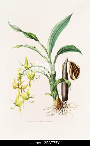 Superbe orchidée et fleurs indigènes au Mexique et au Guatemala, méticuleusement peintes au 19e siècle. Banque D'Images