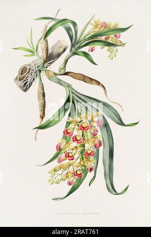 Superbe orchidée et fleurs indigènes au Mexique et au Guatemala, méticuleusement peintes au 19e siècle. Banque D'Images