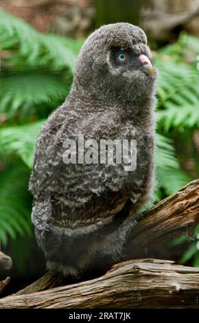 Grand poussin Grey Owl, Strix nebulosa Banque D'Images