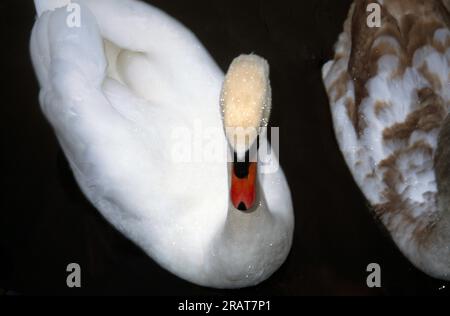 Cygne muet blanc (Cygnus Olor) Aylesbury Buckinghamshire Angleterre Banque D'Images