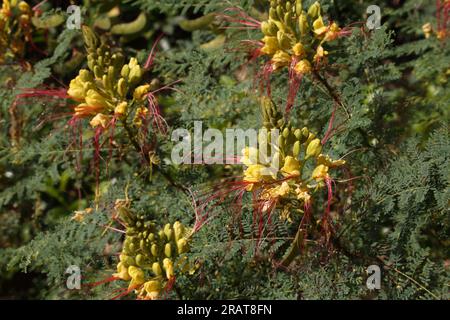 Vouliagmeni Attica Grèce oiseau jaune du Paradis (Caesalpinia Gilliesi) arbuste aux fleurs jaunes et longues étamines rouges Banque D'Images