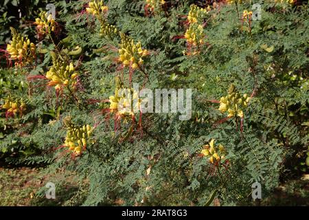 Vouliagmeni Attica Grèce oiseau jaune du Paradis (Caesalpinia Gilliesi) arbuste aux fleurs jaunes et longues étamines rouges Banque D'Images