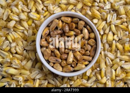 Grains de maïs péruviens (noix de cancha grillées crues) pour ceviche ou cebiche (maïs soufflé frit, maiz, cuzco, maïs, grains anciens grillés) produ cuit Banque D'Images