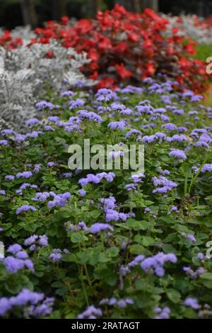 Ageratum houstonianum 'High Tide Blue' Floss Flower Banque D'Images