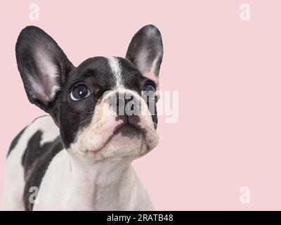 Mignon chiot assis sur la table. Prise de vue en studio Banque D'Images