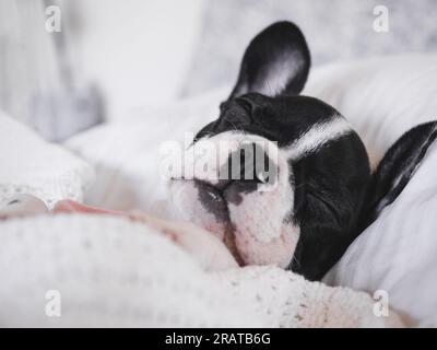 Chiot mignon allongé sur le lit dans le salon Banque D'Images