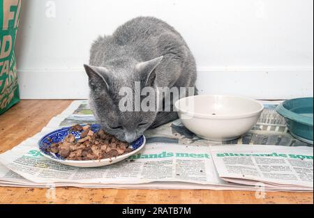 Chat bleu russe à son lieu d'alimentation Banque D'Images