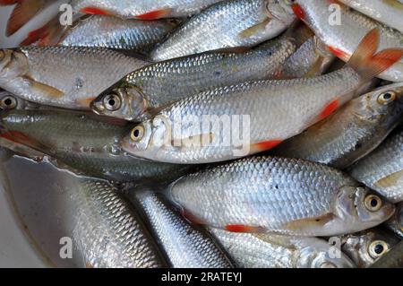 Rutilus rutilus (Rutilus rutilus), qui est l'objet de la pêche amateur et industrielle Banque D'Images