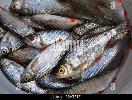 Rutilus rutilus (Rutilus rutilus), qui est l'objet de la pêche amateur et industrielle Banque D'Images