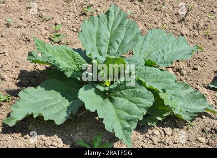 Rhubarbe cultivée dans le jardin dans un sol organique ouvert. Banque D'Images