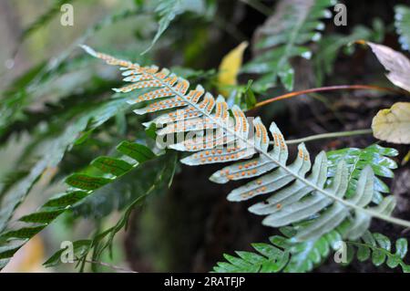 Fern Polypodium vulgare pousse dans la nature sur un rocher dans les bois Banque D'Images