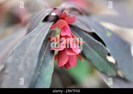 Au printemps dans la forêt dans la nature pousse des laits (Euphorbia amygdaloides) Banque D'Images