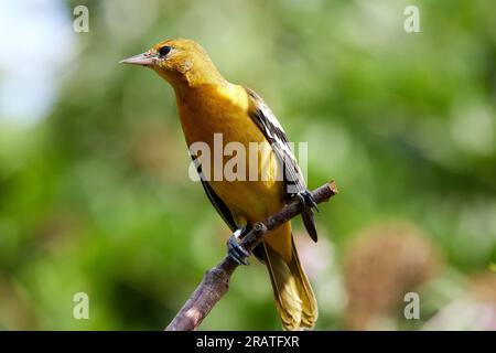 Baltimore Oriole perché sur bois Banque D'Images